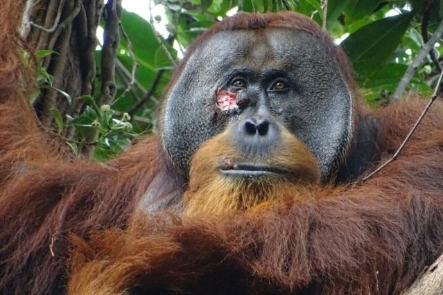 Orang Utan heilt Wunde mit Lianenblättern
